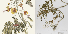 Botanische tekeningen