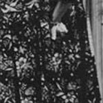 Dr. Sophie Redmond Lezing 2016