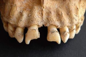 Reconstructie van Afrikaanse afkomst nog beter mogelijk