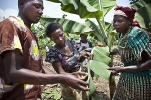 Landbouwproject in Rwanda wint prijs voor innovatie, ontwikkeling