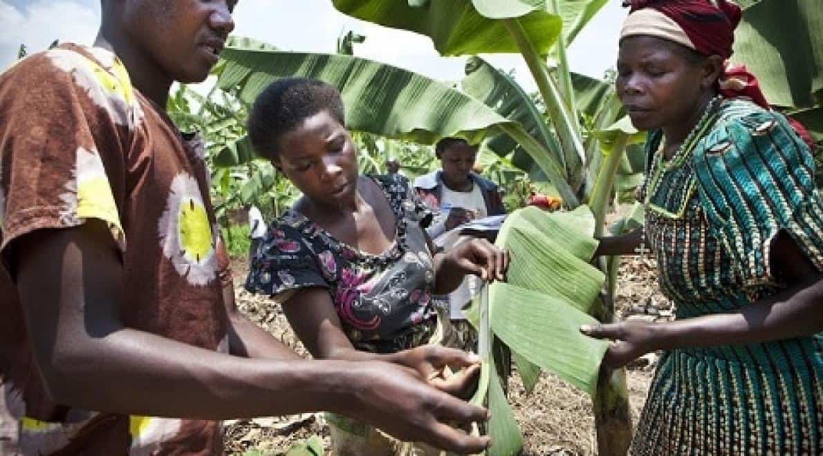 Landbouwproject in Rwanda wint prijs voor innovatie, ontwikkeling