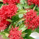 Racisme verdient geen uitleg of verdediging