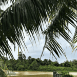 Aan de Surinaamse grachten - Van Loon & Suriname (1728-1863) | BAM