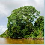 What is Christmas without a Bigi Bon?