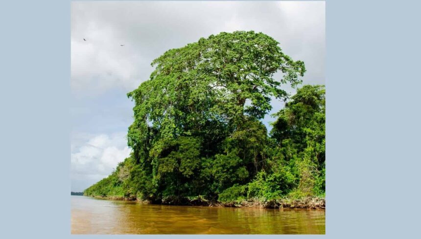 What is Christmas without a Bigi Bon?