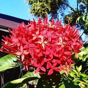 Fajalobi artikel Kwasiba