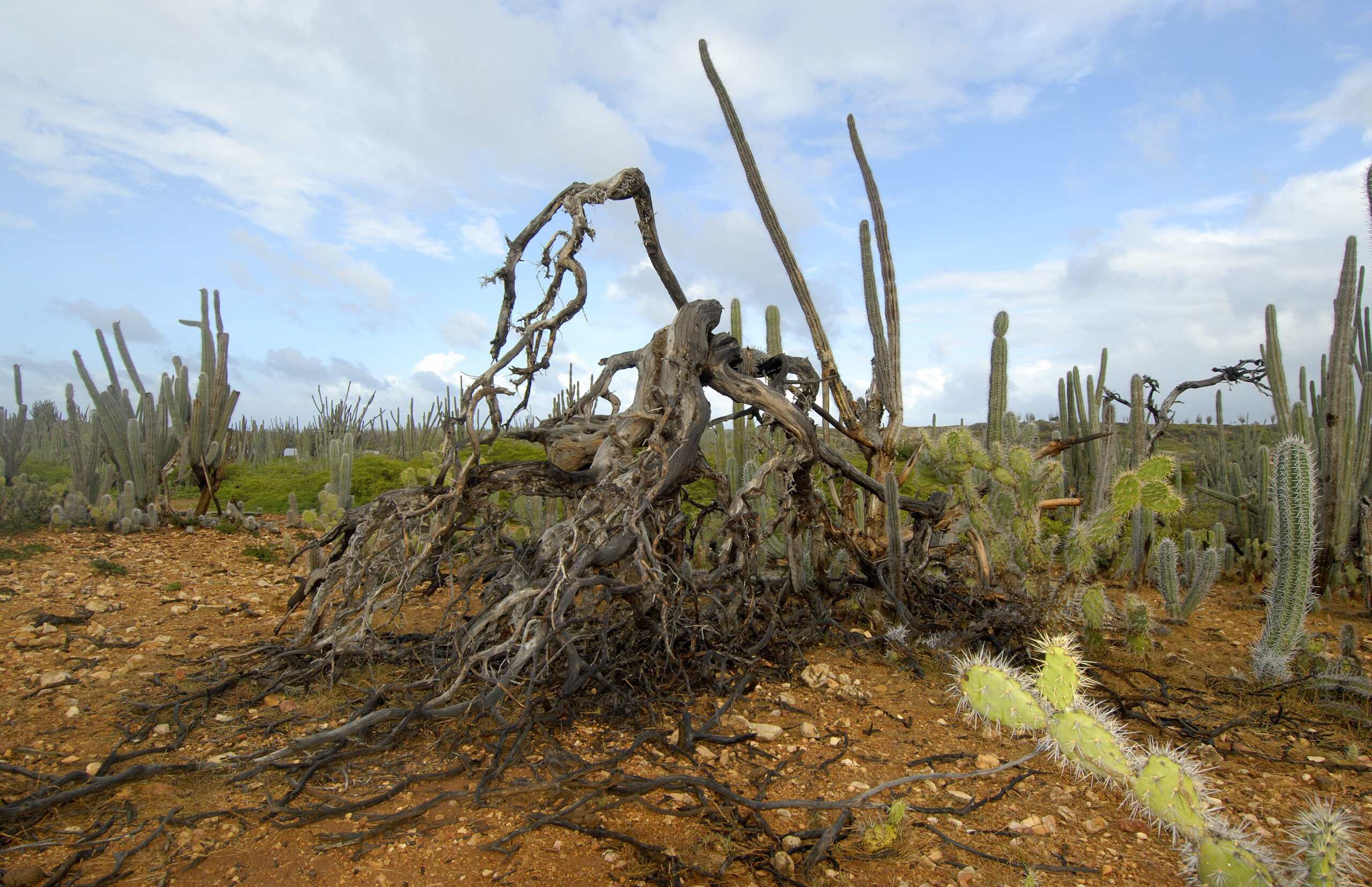 Kunnen de tropische droge bossen van Bonaire zich herstellen?